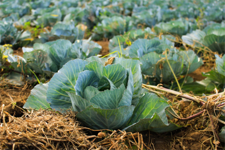 Gardening can be a really tasty, however all of your hard work can end up being pretty tempting for the local critters.