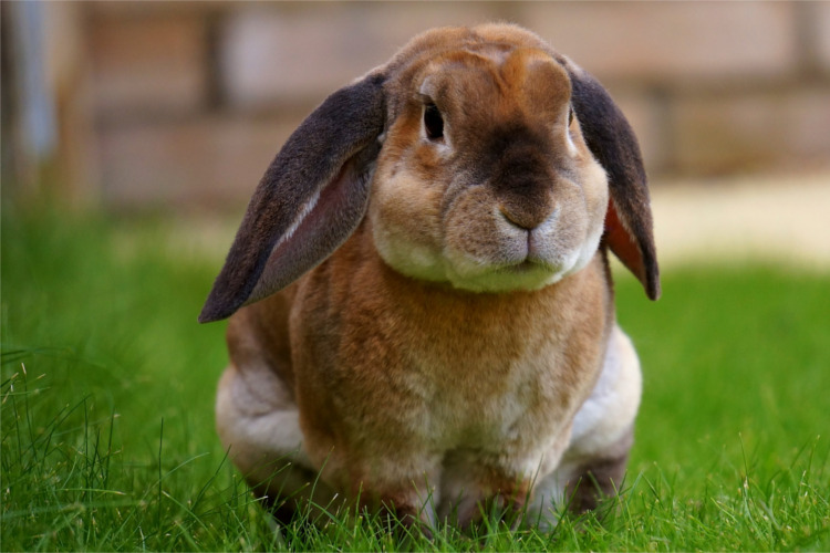 Gardening can be a really tasty, however all of your hard work can end up being pretty tempting for the local critters.