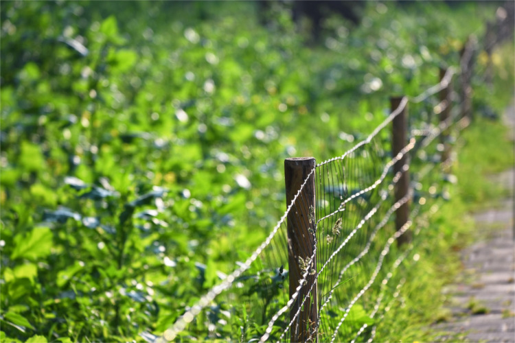 Gardening can be a really tasty, however all of your hard work can end up being pretty tempting for the local critters.