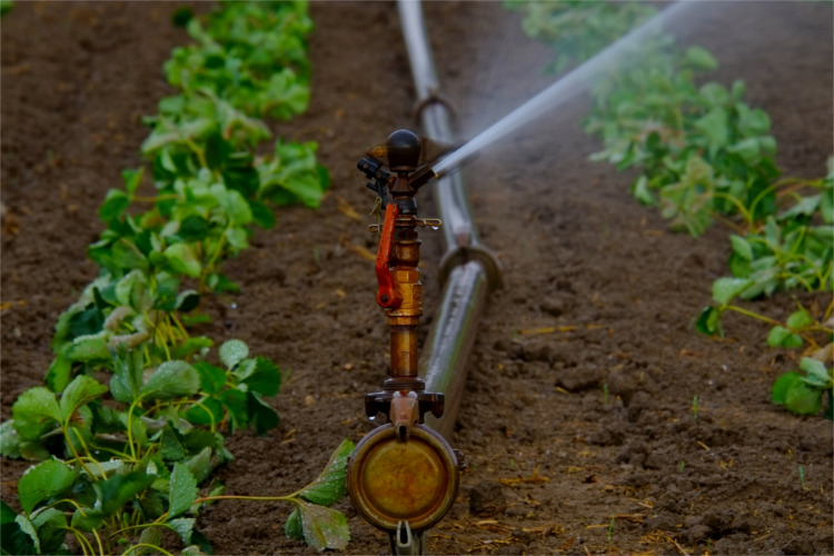 Gardening can be a really tasty, however all of your hard work can end up being pretty tempting for the local critters.