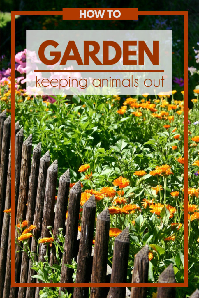 How to Keep Animals Out of the Garden Fluster Buster