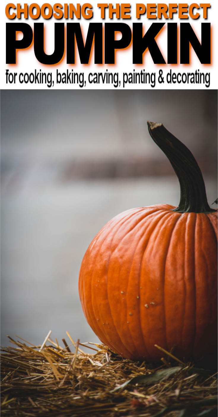 Helpful Tips for Picking the Perfect Pumpkin