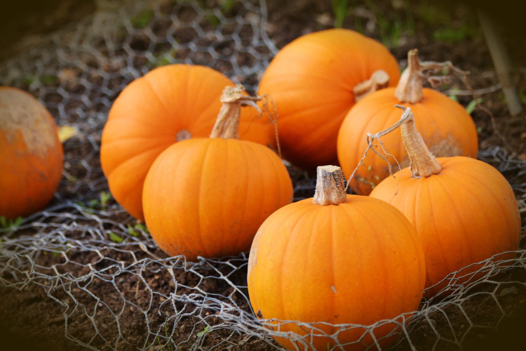 Helpful Tips for Picking the Perfect Pumpkin
